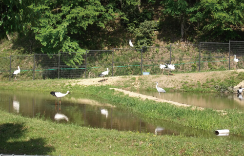 兵庫県立コウノトリの郷公園